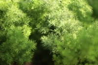 5 tuintrends voor 2026 die je meteen kunt toepassen