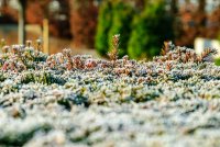 Deze planten op je terras overleven gewoon de vorst