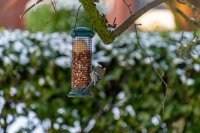 Zo help je de vogels in je tuin de winter door