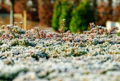 Deze planten op je terras overleven gewoon de vorst